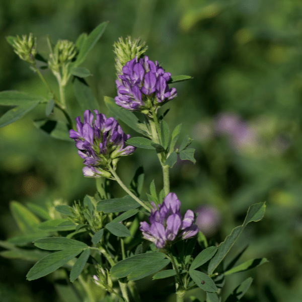 Alfalfaextract Alfalfaextract
