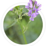 alfalfa