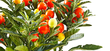 ashwagandha-plant ashwagandha-plant