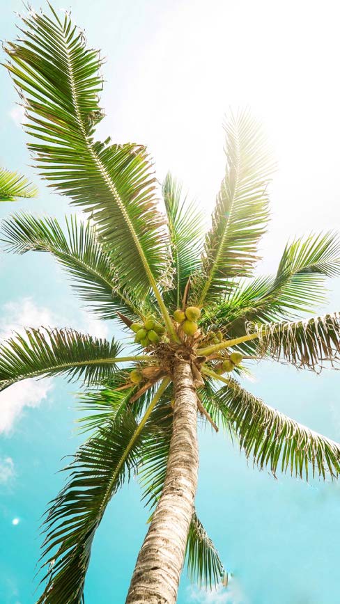 palmboom palmboom